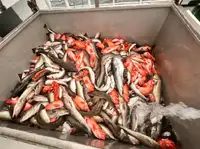 Fishing Trawler for sale